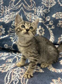 Kenna -  Domestic Short Hair Cat for Adoption in Vacaville, California - Kenna | PetCurious