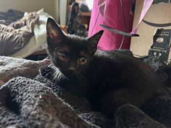 Rescue Domestic Short Hair Cats for Adoption in Minneapolis, Minnesota - Poncho | PetCurious