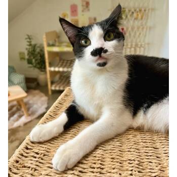 Rescue Domestic Short Hair Cats for Adoption in Morgan Hill, California - Strudel | PetCurious