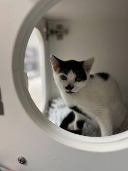 Starsky -  Domestic Short Hair Cat for Adoption in Hilton Head Island, South Carolina - Starsky | PetCurious