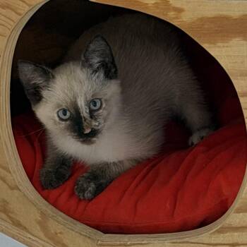 Winnie -  Snowshoe and Domestic Short Hair Cat for Adoption in Tustin, California - Winnie | PetCurious