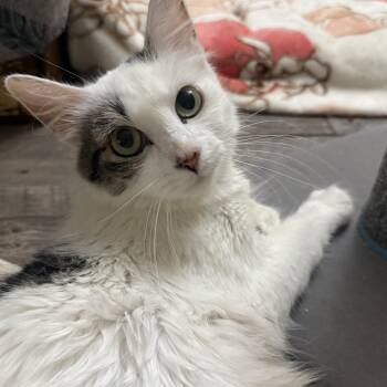 Dolly -  Turkish Van Cat for Adoption in Blaine, Minnesota - Dolly | PetCurious