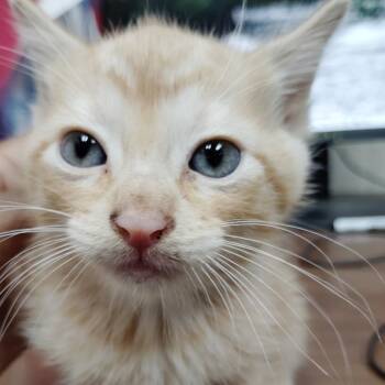 Fleet -  Domestic Short Hair Cat for Adoption in Valley, Alabama - Fleet | PetCurious