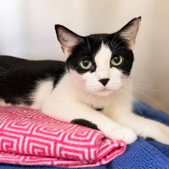 Azula -  Domestic Short Hair Cat for Adoption in Hopkinton, Massachusetts - Azula | PetCurious