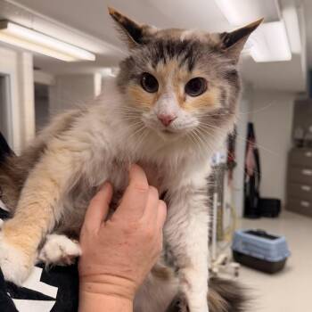 Sakura -  Domestic Long Hair Cat for Adoption in Indianapolis, Indiana - Sakura | PetCurious