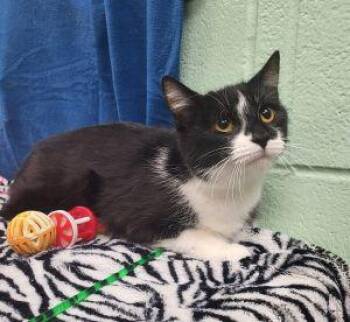 Norah -  Domestic Short Hair Cat Available for Adoption in Bucyrus, Ohio - Norah | PetCurious