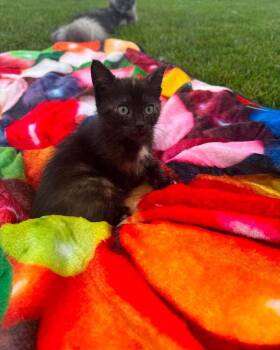 Tutti Frutti -  Domestic Short Hair Cat for Adoption in Lincoln, Nebraska - Tutti Frutti | PetCurious