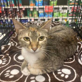 Little Bit -  Domestic Short Hair Cat for Adoption in Gonzales, Louisiana - Little Bit | PetCurious