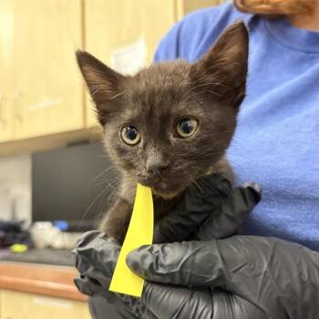 A883749 -  Domestic Short Hair Cat for Adoption in Camarillo, California - A883749 | PetCurious