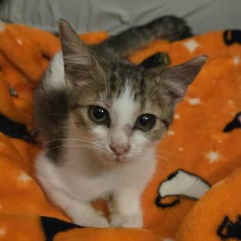 Rescue Domestic Short Hair Cats for Adoption in Tallahassee, Florida - Milton Bradley-AR | PetCurious