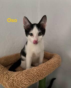 Domestic Short Hair Cats Available for Adoption - Oso | PetCurious