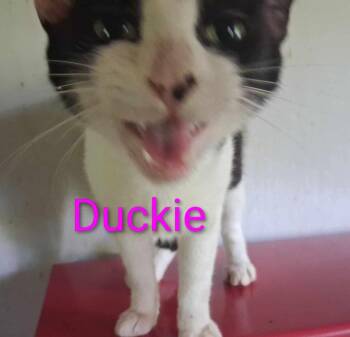 Ducky -  Domestic Short Hair Cat for Adoption in Camden, Tennessee - Ducky | PetCurious
