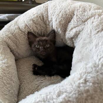 Kuzco -  Domestic Short Hair Cat for Adoption in Goleta, California - Kuzco | PetCurious