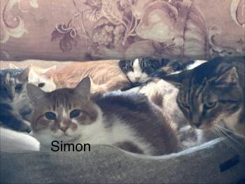 Simon -  Domestic Short Hair Cat for Adoption in Sanford, North Carolina - Simon | PetCurious