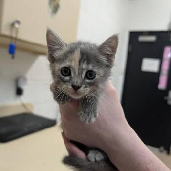 Cleo -  Domestic Short Hair Cat for Adoption in Ardmore, Oklahoma - Cleo | PetCurious