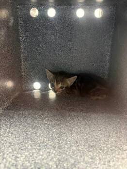 Circe -  Domestic Short Hair Cat for Adoption - Circe | PetCurious