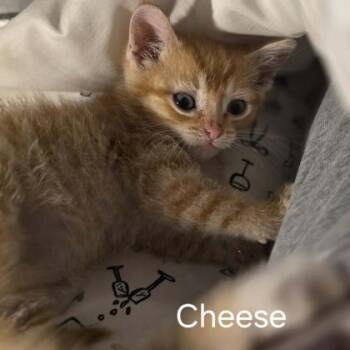 Cheese -  Domestic Short Hair Cat for Adoption in Janesville, Wisconsin - Cheese | PetCurious