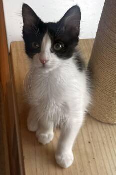 Birch -  Domestic Long Hair Cat for Adoption in Seal Beach, California - Birch | PetCurious