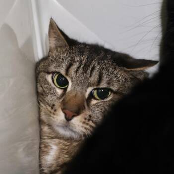 Domestic Short Hair Cats Available for Adoption in Briarcliff Manor, New York - Macbook | PetCurious