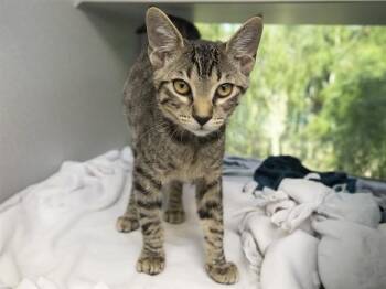 HAZELNUT -  Domestic Short Hair Cat for Adoption in Phoenix, Arizona - HAZELNUT | PetCurious