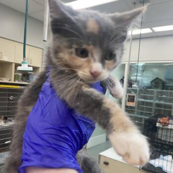 Moulin Rouge -  Domestic Short Hair Cat for Adoption in Westminster, California - Moulin Rouge | PetCurious