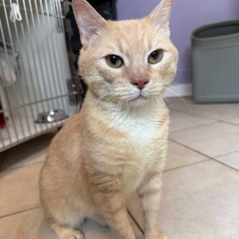 Rusty -  Domestic Short Hair Cat for Adoption in Los Angeles, California - Rusty | PetCurious