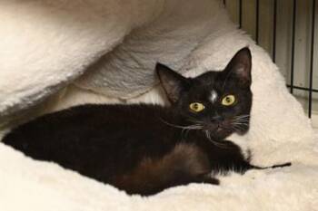 Rescue Domestic Short Hair Cats for Adoption in Baton Rouge, Louisiana - Cha Guay | PetCurious