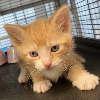 Marmalade -  Domestic Short Hair Cat Available for Adoption in Portage, Michigan - Marmalade | PetCurious