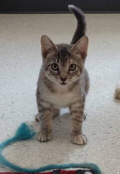 Rescue Domestic Short Hair Cats for Adoption in Montello, Wisconsin - Pricilla | PetCurious