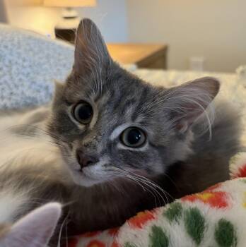 Atlas -  Domestic Long Hair Cat for Adoption in Buffalo, New York - Atlas | PetCurious