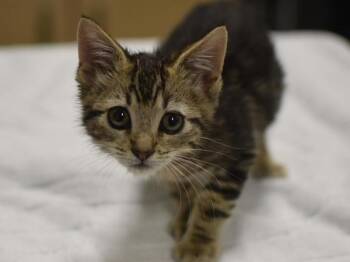 Rescue Domestic Short Hair Cats for Adoption in Portland, Oregon - Tino | PetCurious