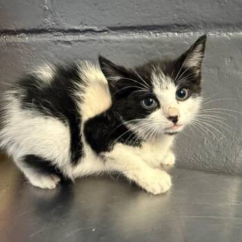 TUSC-Stray-84650_2 -  Domestic Short Hair Cat for Adoption in Tuscaloosa, Alabama - TUSC-Stray-84650_2 | PetCurious
