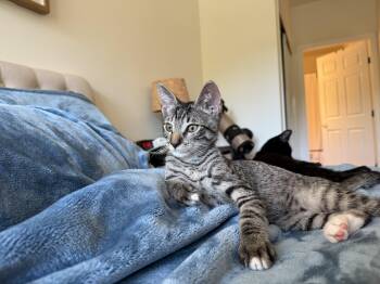 Dopey -  Domestic Short Hair Cat for Adoption in Fort Belvoir, Virginia - Dopey | PetCurious