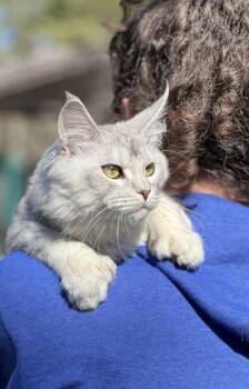 Maine Coon Cats Available for Adoption in Valparaiso, Indiana - DENALI | PetCurious
