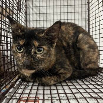 Wendy -  Domestic Short Hair Cat for Adoption in Edinburg, Texas - Wendy | PetCurious