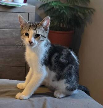 Rescue Domestic Short Hair Cats for Adoption in Millcreek, Utah - Ginger | PetCurious