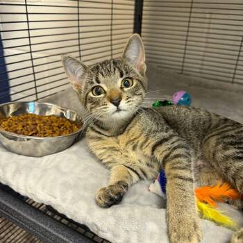 Primrose -  Domestic Short Hair Cat for Adoption in Hampton Bays, New York - Primrose | PetCurious