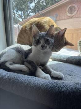 Buster -  Domestic Short Hair Cat for Adoption in Randolph, Massachusetts - Buster | PetCurious