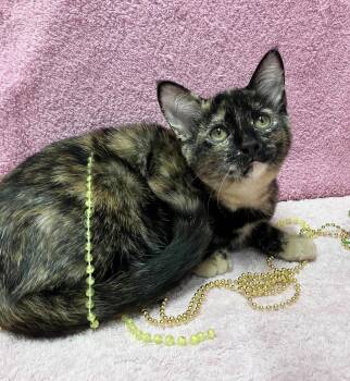 Necie -  Domestic Short Hair Cat for Adoption in Dublin, Ohio - Necie | PetCurious