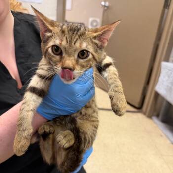Bessie -  Domestic Short Hair Cat for Adoption in Birmingham, Alabama - Bessie | PetCurious