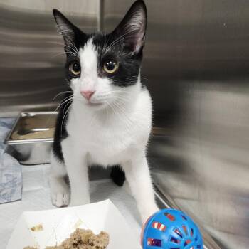 Captain -  Domestic Short Hair Cat for Adoption in Clearwater, Florida - Captain | PetCurious