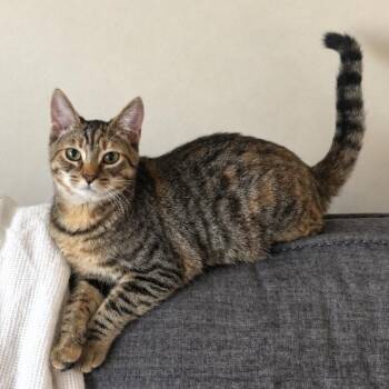 Freya -  Torbie and Domestic Short Hair Cat for Adoption in Mastic, New York - Freya | PetCurious