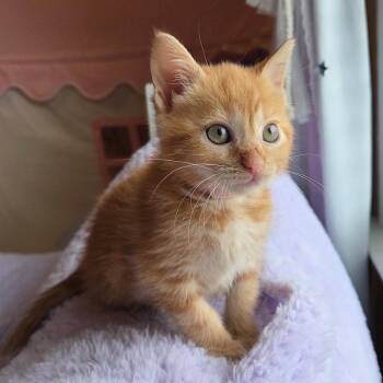 Domestic Short Hair Cats Available for Adoption in Chattanooga, Tennessee - Lilac | PetCurious
