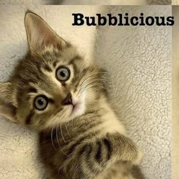 Rescue Domestic Short Hair Cats for Adoption in Franklin Township, New Jersey - Bubblicious | PetCurious