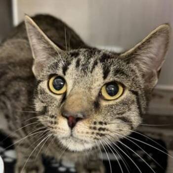 Domestic Short Hair Cats Available for Adoption - Elsie | PetCurious