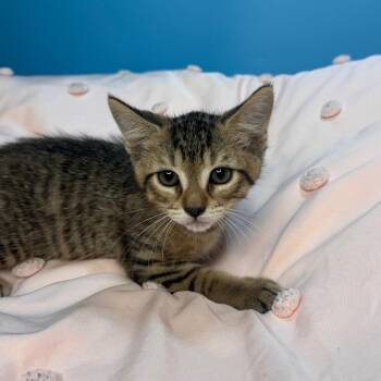Domestic Short Hair Cats Available for Adoption in San Antonio, Texas - Lily | PetCurious