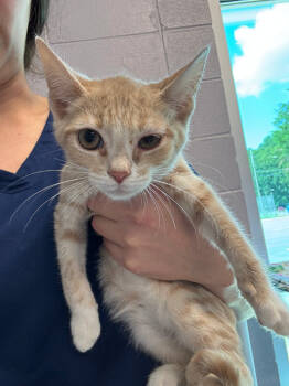 Rescue Domestic Short Hair Cats for Adoption in Athens, Tennessee - Chameleon | PetCurious