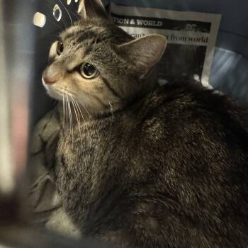 Rescue Domestic Short Hair Cats for Adoption in Baltimore, Maryland - Zostera | PetCurious