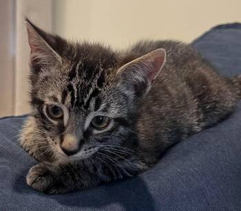 The Eagles: New Kit in Town -  Exotic Shorthair Cat Available for Adoption - The Eagles: New Kit In Town | PetCurious