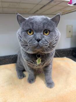 British Shorthair Cats Available for Adoption in Yellowknife, Northwest Territories - Milo | PetCurious